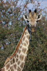Giraffe / Giraffe / Giraffa camelopardalis