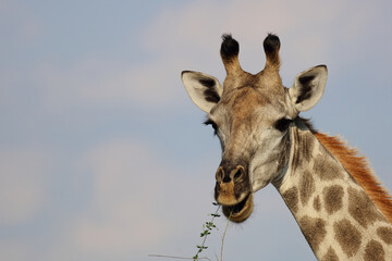 Giraffe / Giraffe / Giraffa camelopardalis