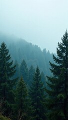 Fototapeta premium Dense fir forest under overcast sky with misty fog, nature, fir forest