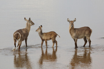 Wasserbock / Waterbuck / Kobus ellipsiprymnus..