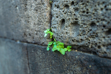  Renewal and Time: Green Grass on Ancient Stones