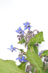 borage on a white background
