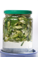 wild garlic flower bud in lacto fermented