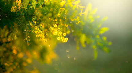 Mimosa Spring Flowers Easter background. Holiday backdrop, border art design. Blooming mimosa tree over sunny sky, bright sun flare. Mother's Day. Garden, gardening. Spring holiday blossom. 