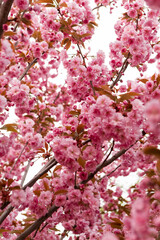 Beautiful pink sakura flowers blooming on branches in spring, creating a stunning natural display against a clear sky, symbolizing renewal and the beauty of nature. Japanese Sakura Flower