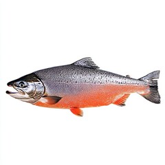 Obraz premium A fresh salmon fish, isolated on a white background, showcasing its sleek body and vibrant pink-orange color, emphasizing the quality and freshness of this popular seafood.