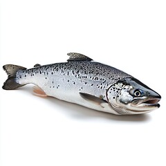 Naklejka premium A fresh salmon fish, isolated on a white background, showcasing its sleek body and vibrant pink-orange color, emphasizing the quality and freshness of this popular seafood.