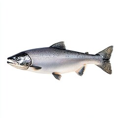 Obraz premium A fresh salmon fish, isolated on a white background, showcasing its sleek body and vibrant pink-orange color, emphasizing the quality and freshness of this popular seafood.