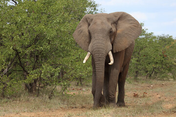 Obraz premium Afrikanischer Elefant / African elephant / Loxodonta africana