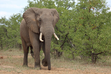 Fototapeta premium Afrikanischer Elefant / African elephant / Loxodonta africana