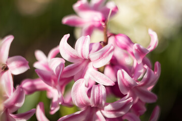 Blurred macro background: pink hyacinth blooming. Spring tenderness abstraction
