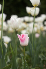 One white and pink tulip among white tulips blooming in the garden in spring, background