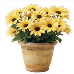 Fototapeta premium Yellow daisies in pot mockup against white background