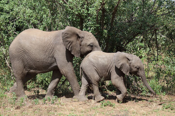 Fototapeta premium Afrikanischer Elefant / African elephant / Loxodonta africana