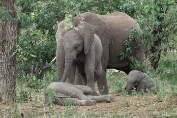 Fototapeta premium Afrikanischer Elefant / African elephant / Loxodonta africana