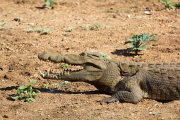 Obraz premium Nilkrokodil / Nile crocodile / Crocodylus niloticus..