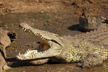 Nilkrokodil / Nile crocodile / Crocodylus niloticus..