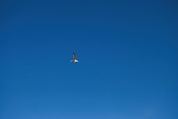 Gull flying in blue sky in Alaska