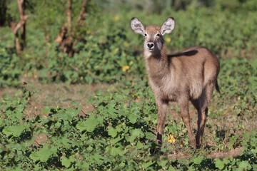 Wasserbock / Waterbuck / Kobus ellipsiprymnus..