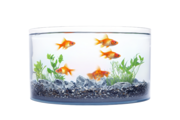 Vibrant goldfish gliding gracefully in a well-maintained aquarium with lush greenery isolated on transparent background
