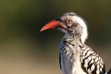 Rotschnabeltoko / Red-billed hornbill / Tockus erythrorhynchus