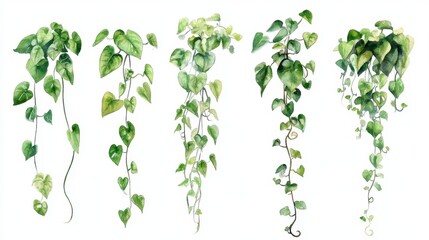 Watercolor green hanging vine plants with heart-shaped leaves on white background