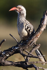Rotschnabeltoko / Red-billed hornbill / Tockus erythrorhynchus