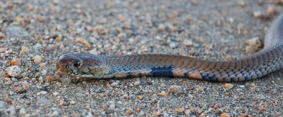 Mosambik-Speikobra / Mozambique spitting cobra / Naja mossambica