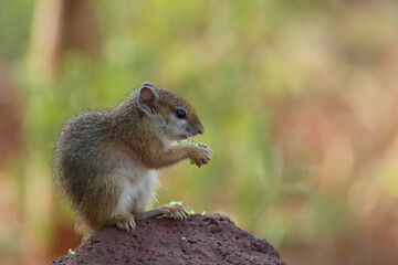 Ockerfußbuschhörnchen / Tree squirrel / Paraxerus cepapi