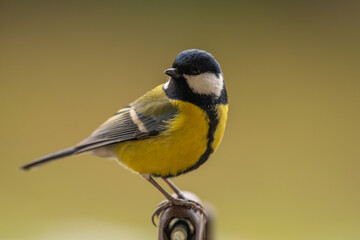 Closeup of a great tit bird in washed away background © Krzysztof