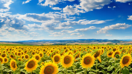 Obraz premium Sunflower Field Horizon
