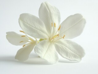 A single white lilac flower in bloom with a delicate blossom and six petals.