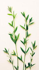 Minimalist composition featuring green sprigs with leaves arranged on a white backdrop, creating a simple yet elegant visual