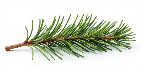 Twisted pine branch isolated on white background, isolated, minimalism