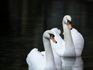 Obraz premium Two swans on the lake