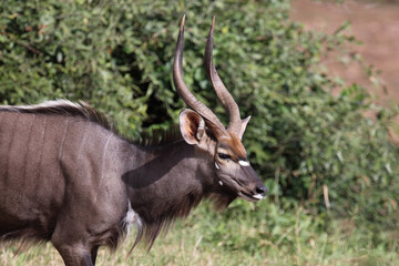 Nyala / Nyala / Tragelaphus angasii.