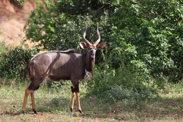 Nyala / Nyala / Tragelaphus angasii.