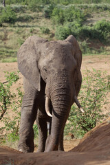 Obraz premium Afrikanischer Elefant / African elephant / Loxodonta africana