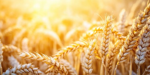 A close-up view of golden wheat crops in a field, illuminated by sunlight.