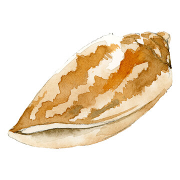 Watercolor painted seashell transparent png