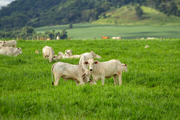 Uma paisagem campestre com rebanho de gado bovino no pasto verde e fresco.