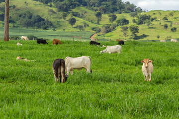 Obraz premium Uma paisagem campestre com rebanho de gado bovino no pasto verde e fresco.