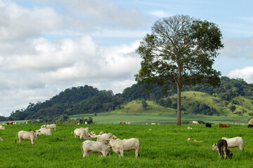 Uma paisagem rural com gado bovino pastando, com árvores e montanhas ao horizonte e céu nublado ao fundo.