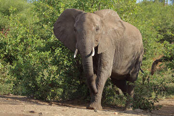 Obraz premium Afrikanischer Elefant / African elephant / Loxodonta africana