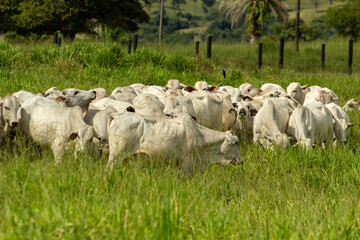 Obraz premium Um rebanho de gado pastando, de bois brancos em contraste com o pasto verde e fresco.