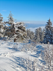 Fototapeta premium Winter Landscape of Vitosha Mountain, Bulgaria