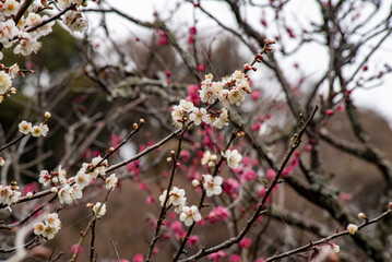 釜倉2502　光則寺1　梅