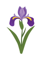 Iris flower. Vector clipart illustration on isolated background.