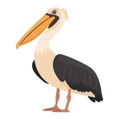 Pelican bird. Vector clipart illustration on isolated background.
