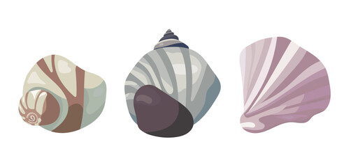 Seashell. Vector clipart illustration on isolated background.